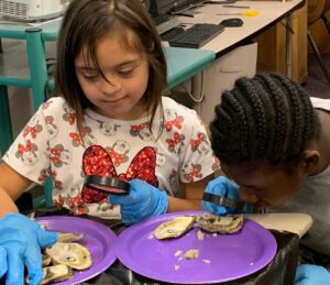 student-looking-for-pearls-in-oysters - Building Wings Two students looking for pearls in raw oysters on purple plates in a classroom.