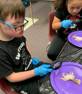 students-studying-squid - Building Wings Two students using magnifying glasses to study squid in a classroom.