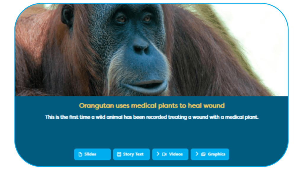 Screen shot of the weekly news articles in News Currents - showing an orangutan one of the many animal articles for students.