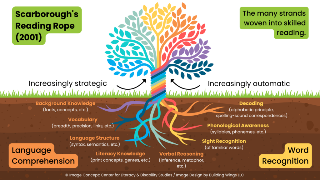 Illustration of Scarborough’s Reading Rope as a colorful tree, showing how language comprehension strands and word recognition strands intertwine to develop skilled reading. Language comprehension includes background knowledge, vocabulary, language structure, literacy knowledge, and verbal reasoning. Word recognition includes decoding, phonological awareness, and sight recognition.